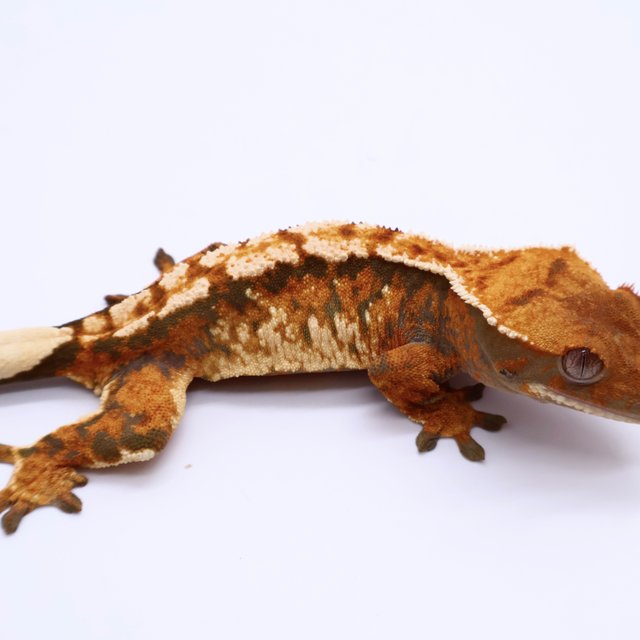 Tri Tangerine White