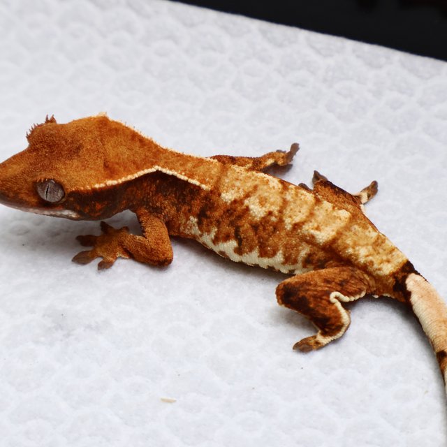 Tri Drippy White Spot White Pin Tangerine White