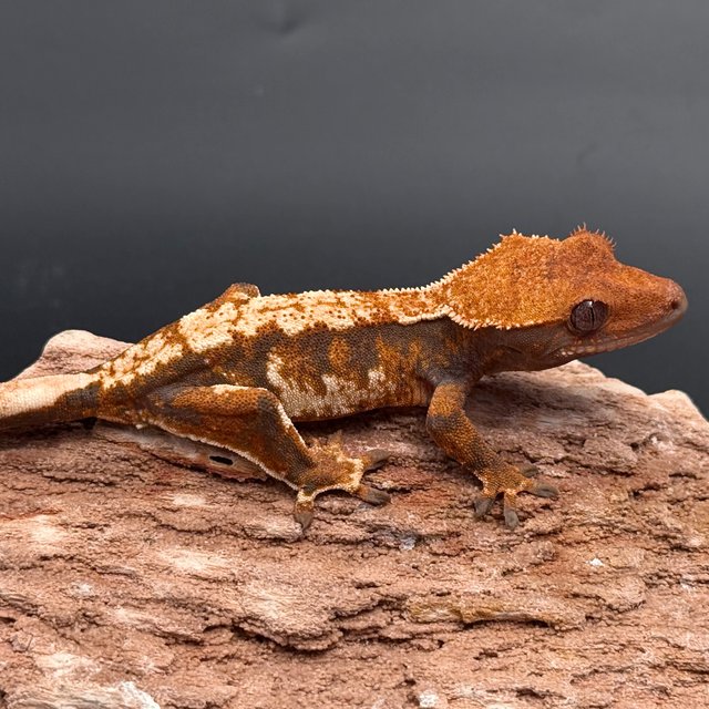 Tri Extreme Harlequin White Spot White Pin Tangerine White