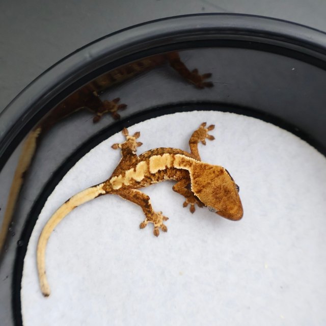 Normal Tri Extreme Harlequin White Spot Tangerine