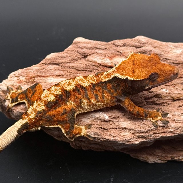 White Extreme Harlequin Tangerine White Pin White Spot Tri