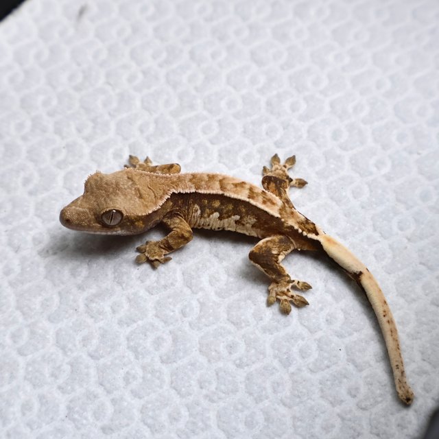 Tri Drippy White Spot White Pin Tangerine White