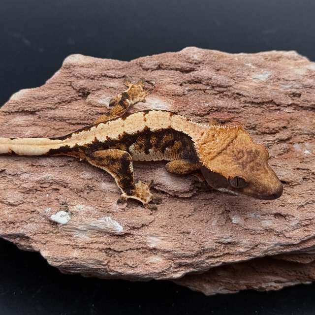 Tri Solid Back White Spot White Pin Black White