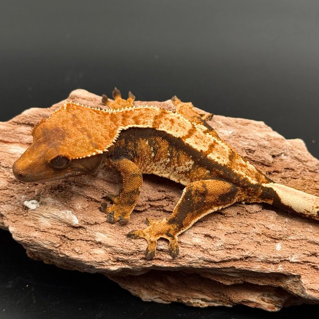 Tri White Spot White Pin White