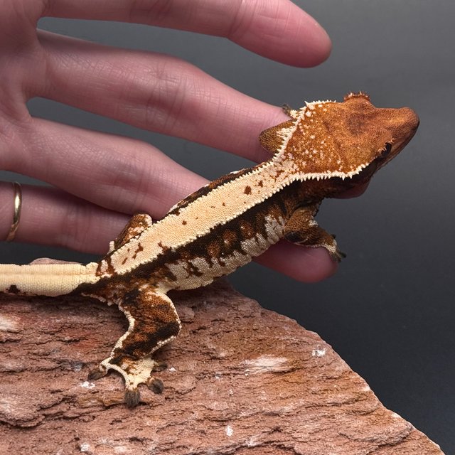 Tri Solid Back White Spot White Pin Tangerine White