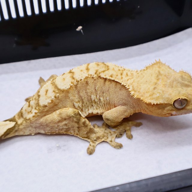 100% Het Axanthic