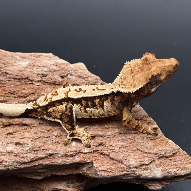 Tri White Spot White Pin Black White