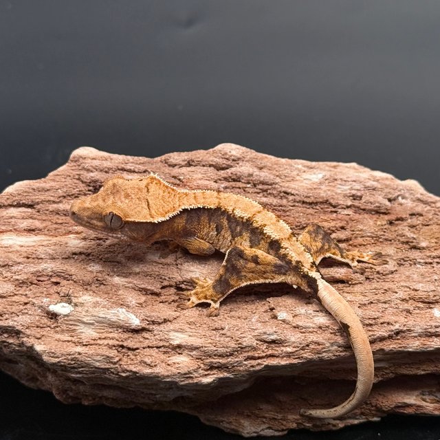 Tri Drippy White Pin White White Spot