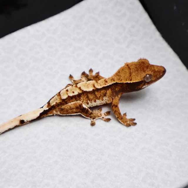 Tri Drippy White Spot White Pin Tangerine White