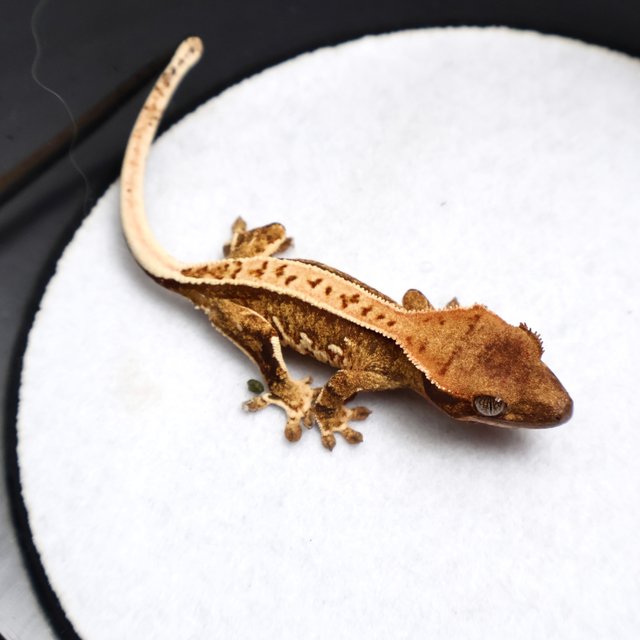 Tri Full Pinstripe Pinstripe White Spot White Pin White