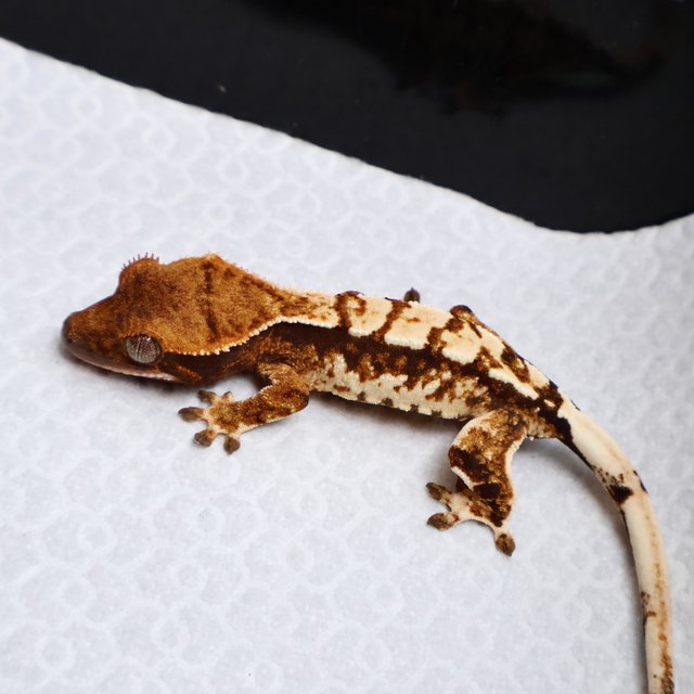 Tri Drippy White Spot White Pin Tangerine White