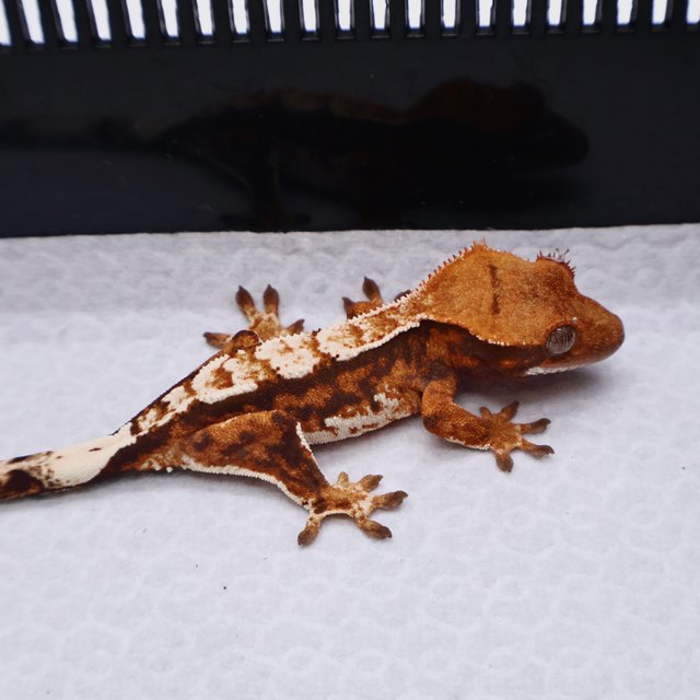 트라이 텐저린 화이트