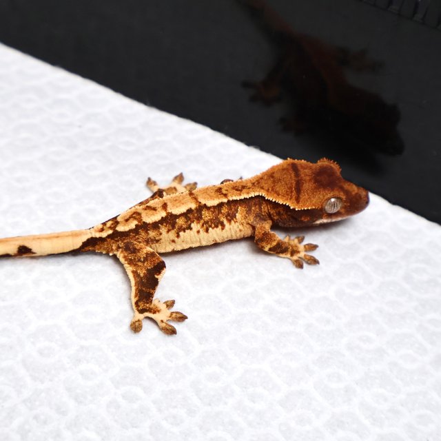 Tri Drippy White Spot White Pin Tangerine White