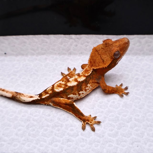 트라이 화이트크라운 화이트핀 텐저린 화이트