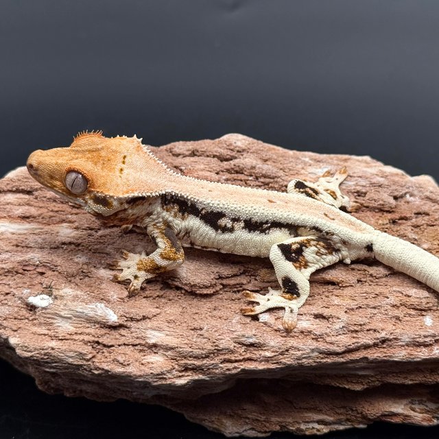 Lilly White Drippy Solid Back Black White