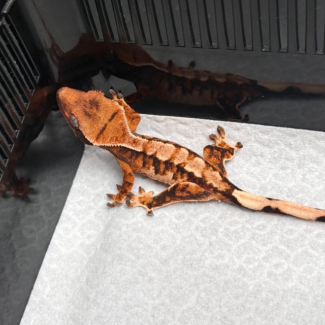 Tri Drippy White Spot White Pin Tangerine White