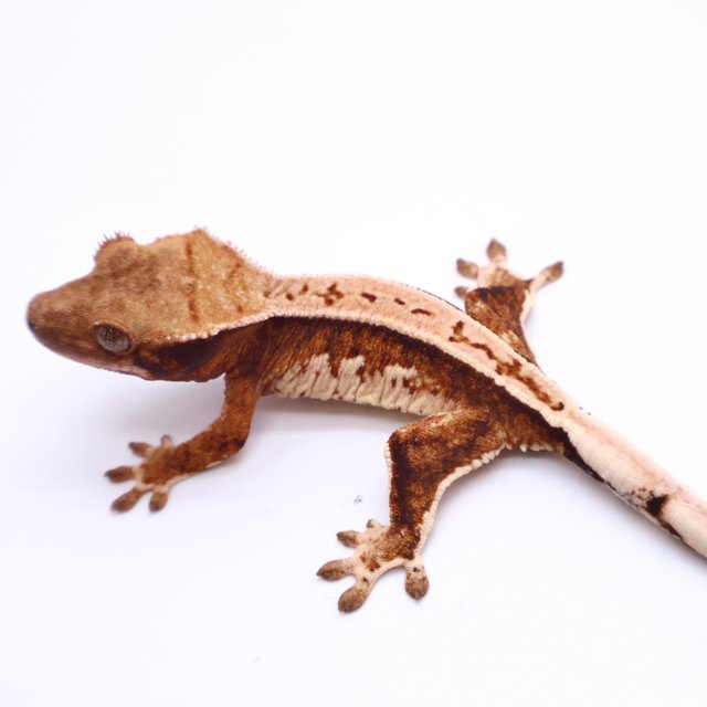 트라이 드리피 풀핀 화이트크라운 화이트핀 텐저린