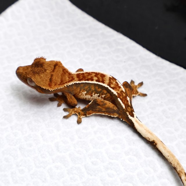 Tri Drippy White Spot White Pin Tangerine White