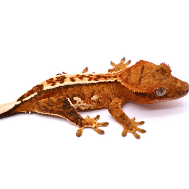 핀스트라이프 화이트스팟 화이트핀 화이트 크림시클