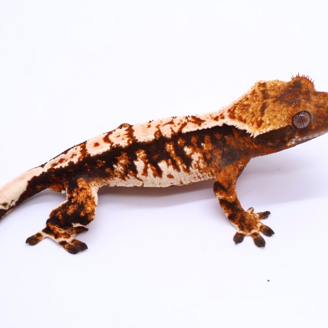 Tri Tangerine White