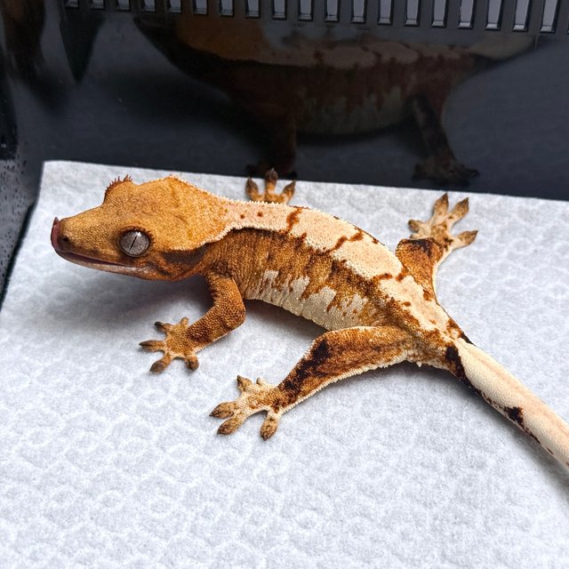 Tri Drippy White Spot White Pin White