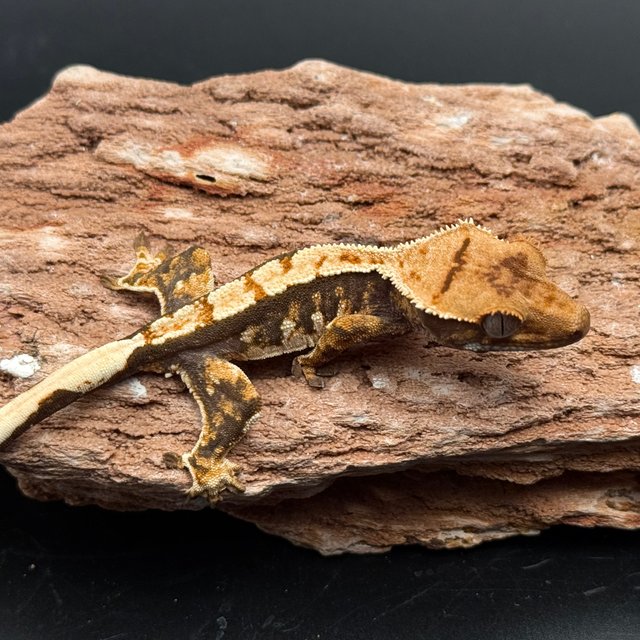 Tri Drippy White Spot White Pin White