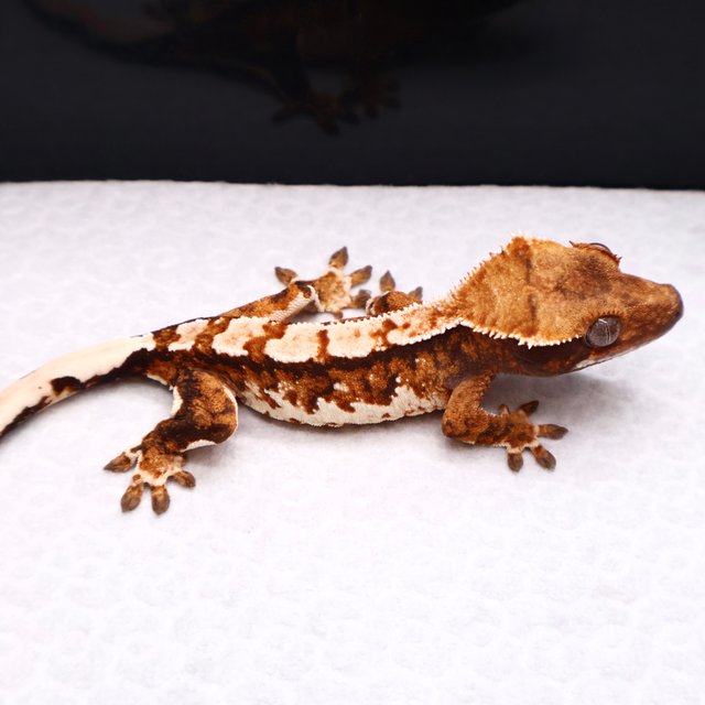 트라이 텐저린 화이트