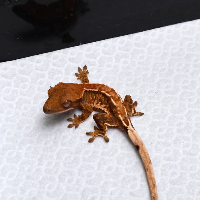 Tri Drippy White Spot White Pin Tangerine White