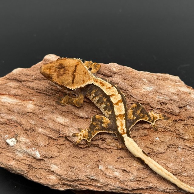 Tri Drippy White Spot White Pin White