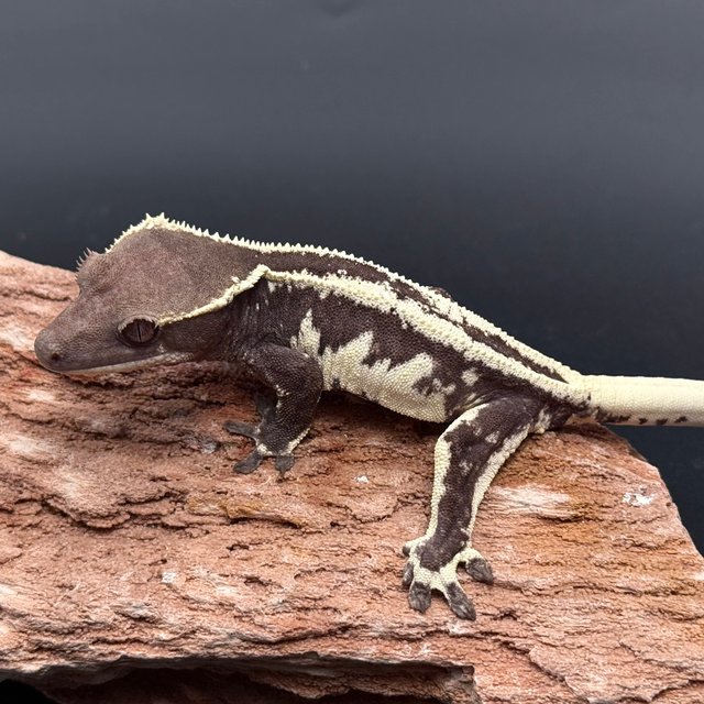 릴잔틱 화이트스팟 화이트핀 드리피 화이트 블랙