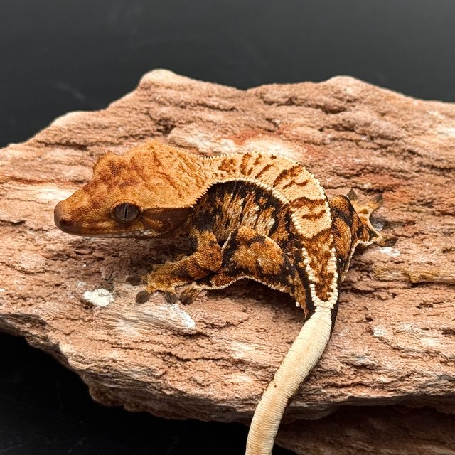 Extreme Harlequin White Pin Black Tri White White Spot