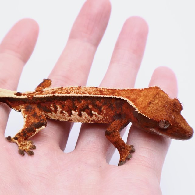 Tri Tangerine White