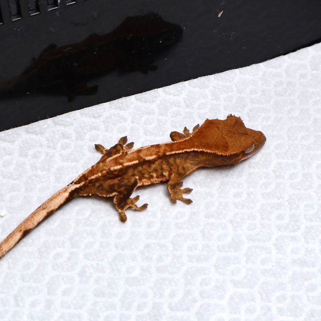 Tri Drippy White Spot White Pin Tangerine White