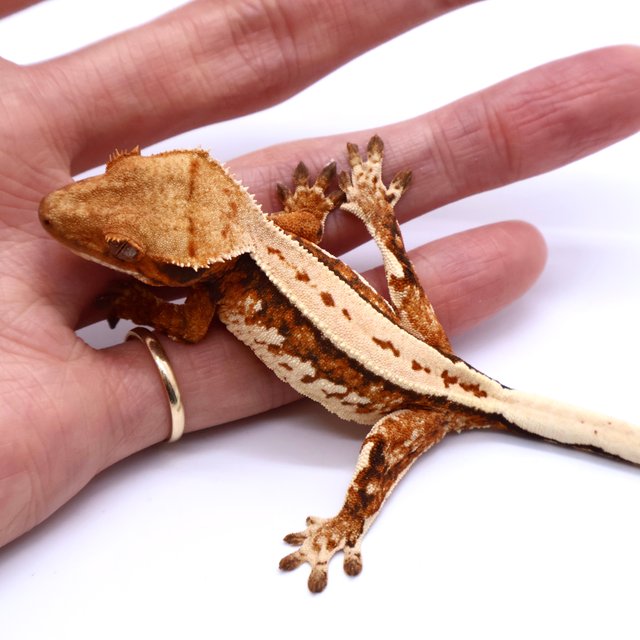 Tri Full Pinstripe Drippy White Crown White Pin Tangerine