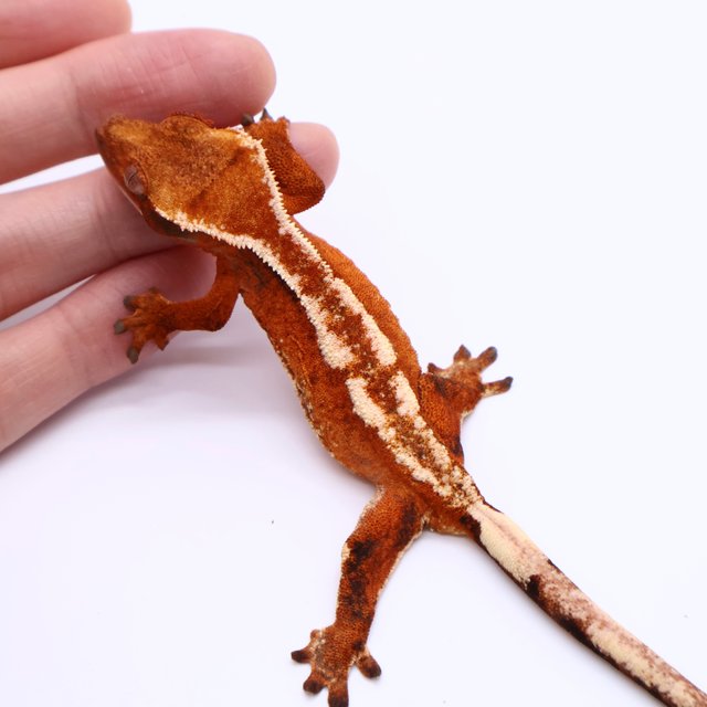 Tri Drippy White Spot White Pin Tangerine White