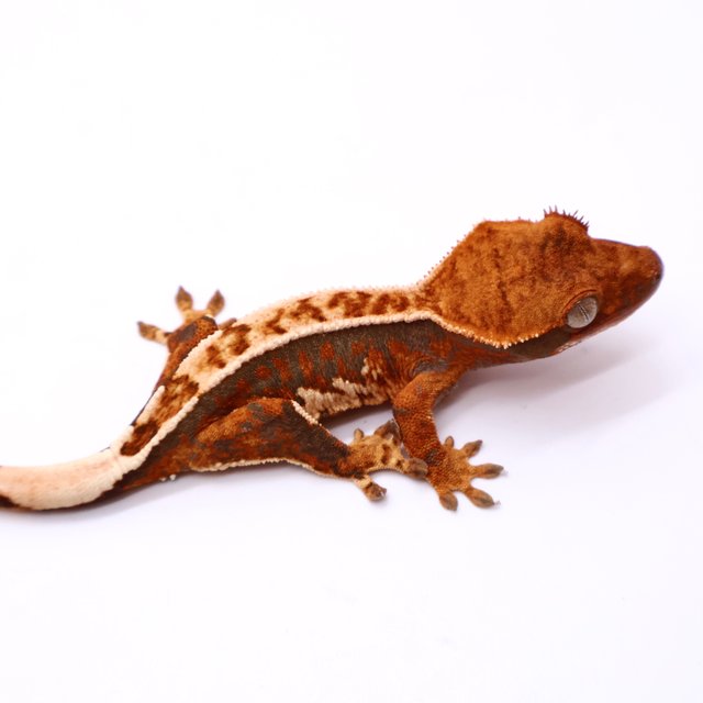 트라이 핀스트라이프 화이트포트홀 화이트핀 텐저린 화이트