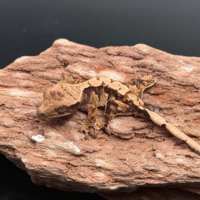 Tri Drippy White Spot White Pin White