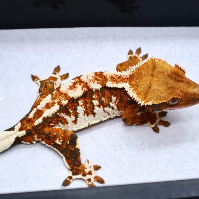 Tri White Spot White Pin Drippy White Tangerine