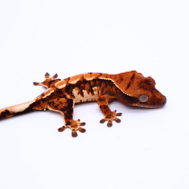 Tri Drippy White Spot White Pin Tangerine White