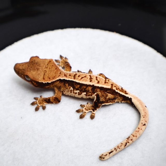 Tri Drippy White Spot White Pin Tangerine White