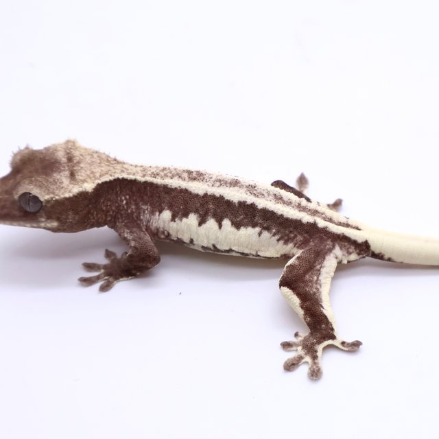 Lilly Axanthic Drippy Full Pinstripe White Spot White Pin Black