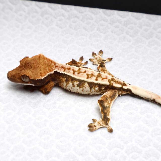 Tri Drippy White Spot White Pin White Black