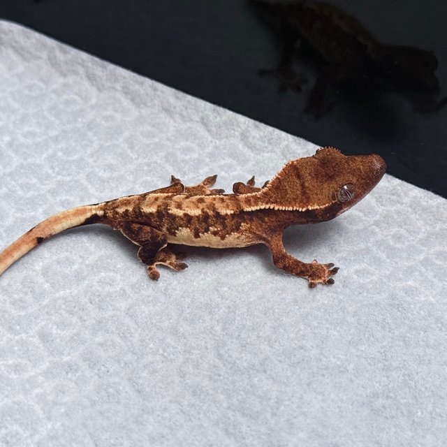 Tri Drippy White Spot White Pin Tangerine White