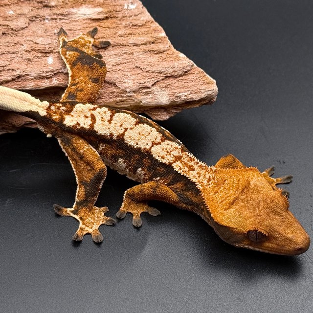 Tri Extreme Harlequin White Spot White Pin Tangerine White