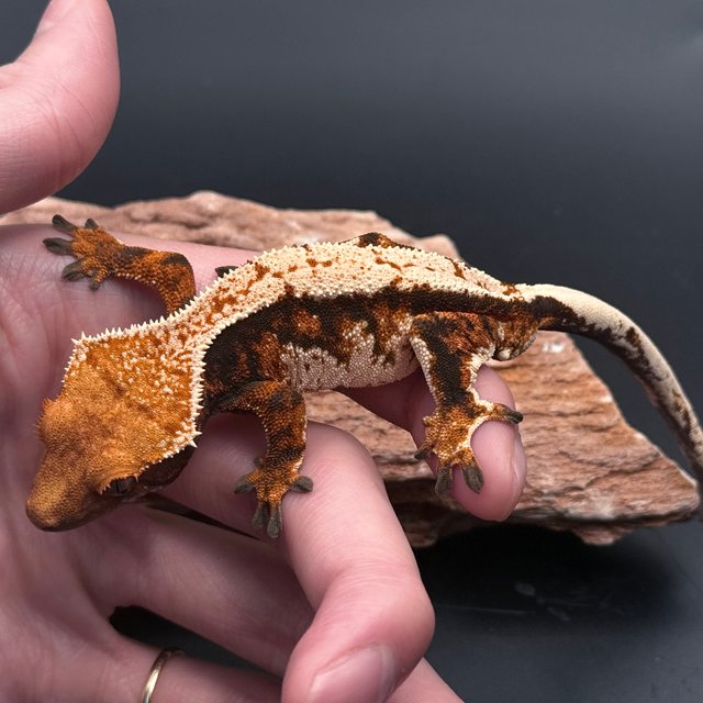 White Tri White Spot Black Tangerine White Pin