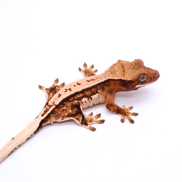 트라이 드리피 화이트스팟 화이트핀 텐저린 화이트