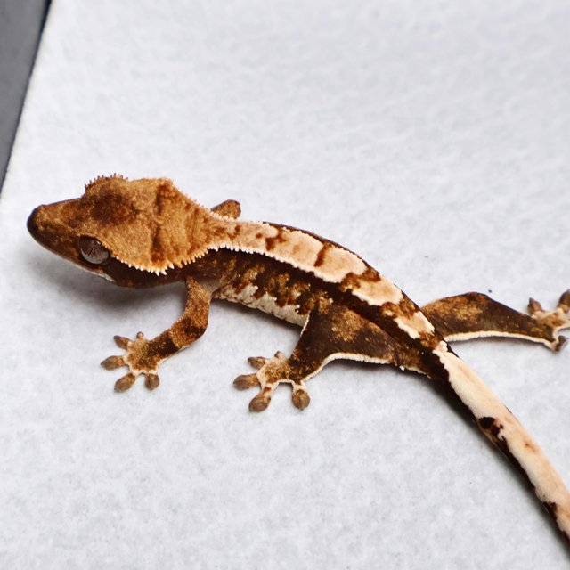 Tri White Spot White Pin Pinstripe White