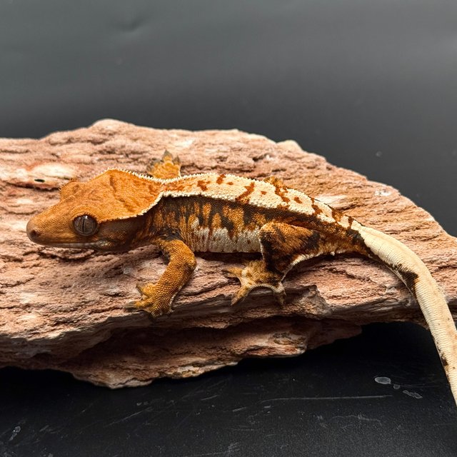 Tri White Spot White Pin White Black