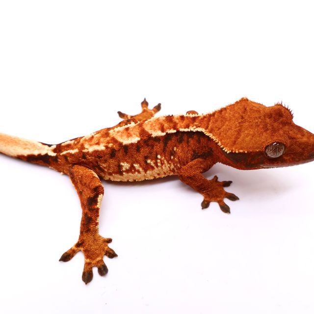 트라이 화이트스팟 텐저린 화이트 바브