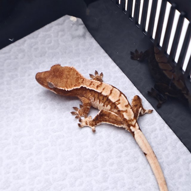 트라이 텐저린 화이트